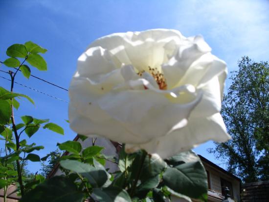 rose blanche