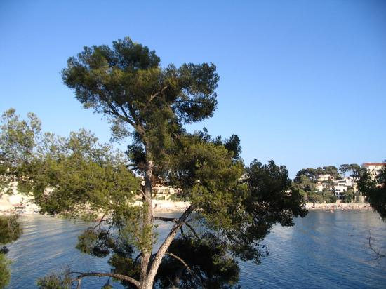 bandol