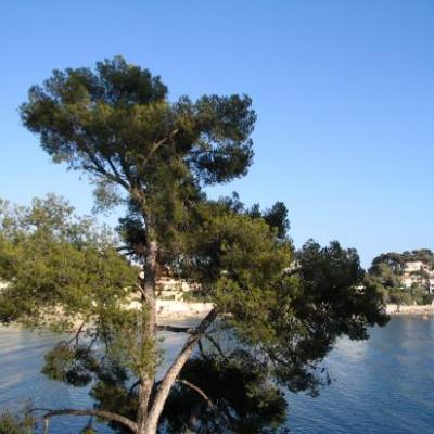 bandol