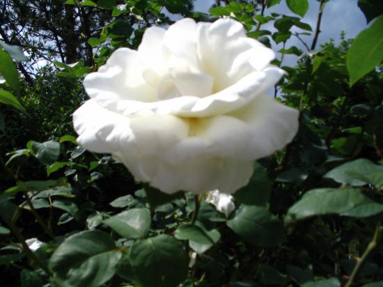 rose blanche