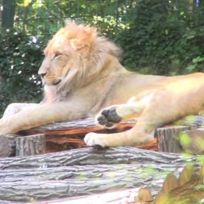 ZOO de BEAUVAL