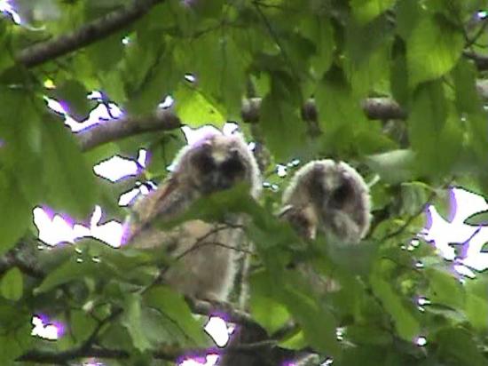 chouettes