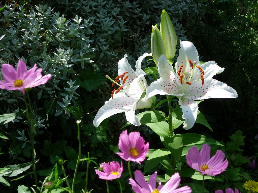 lys blanc et cosmos