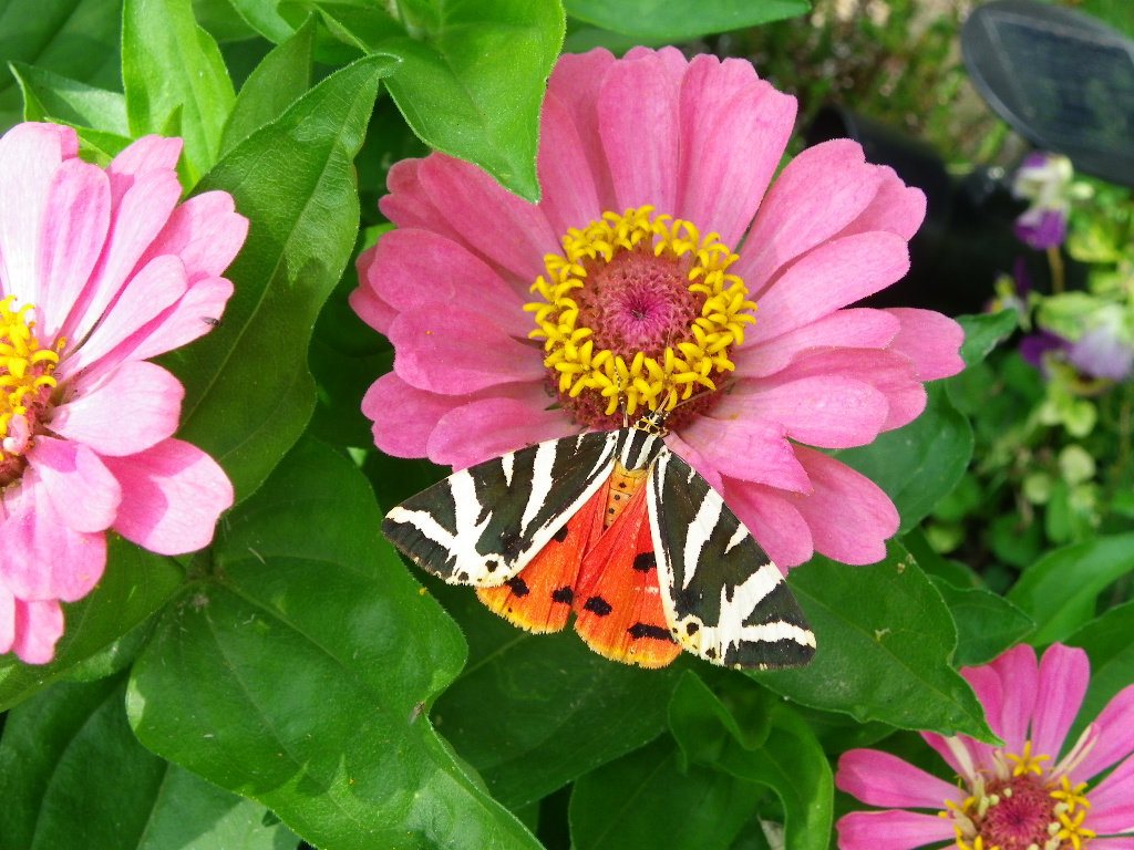 papillon et zinnia