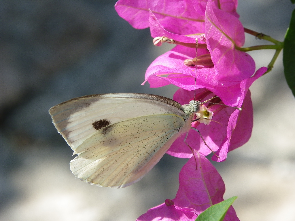 papillon blanc et bougainvillier