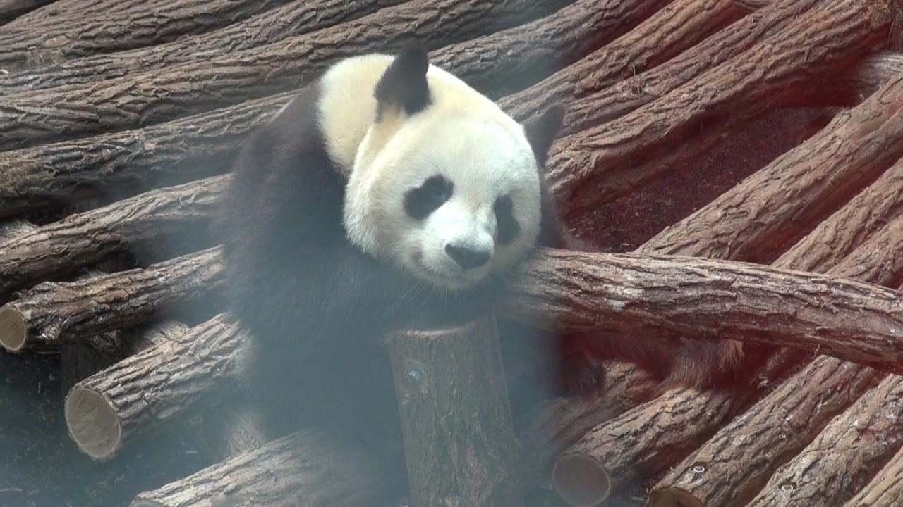 panda