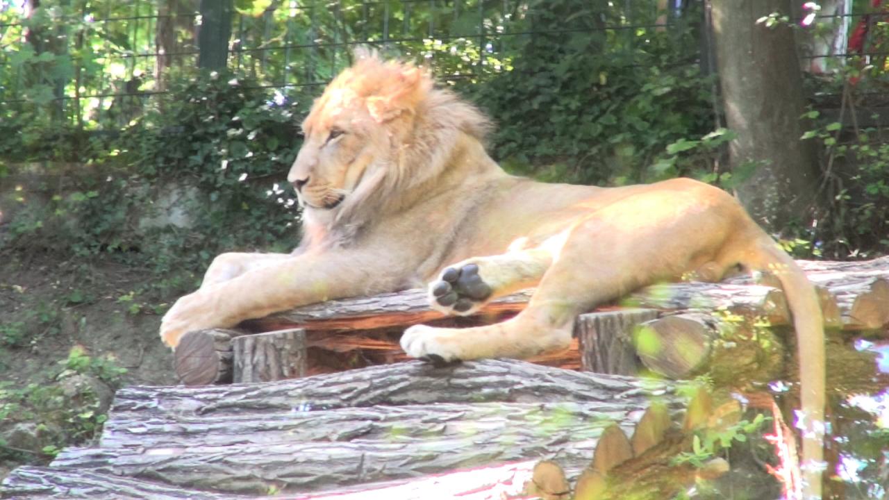 lion au zoo de Beauval